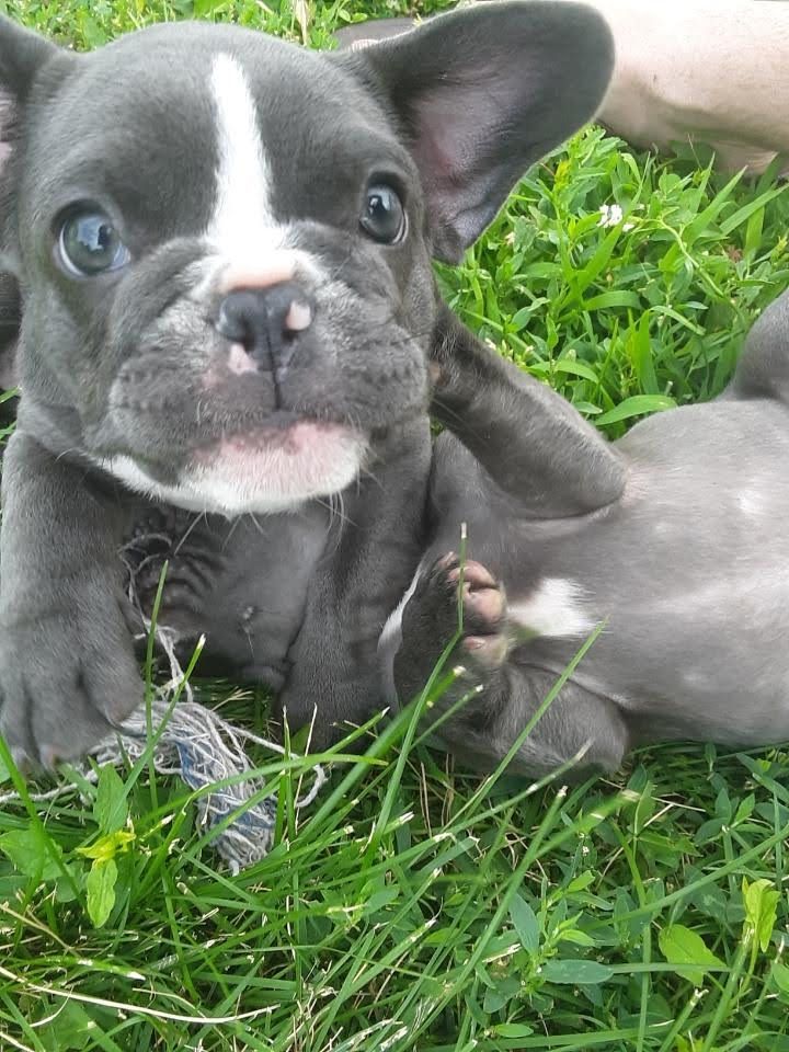 Crescent Moon puppy image