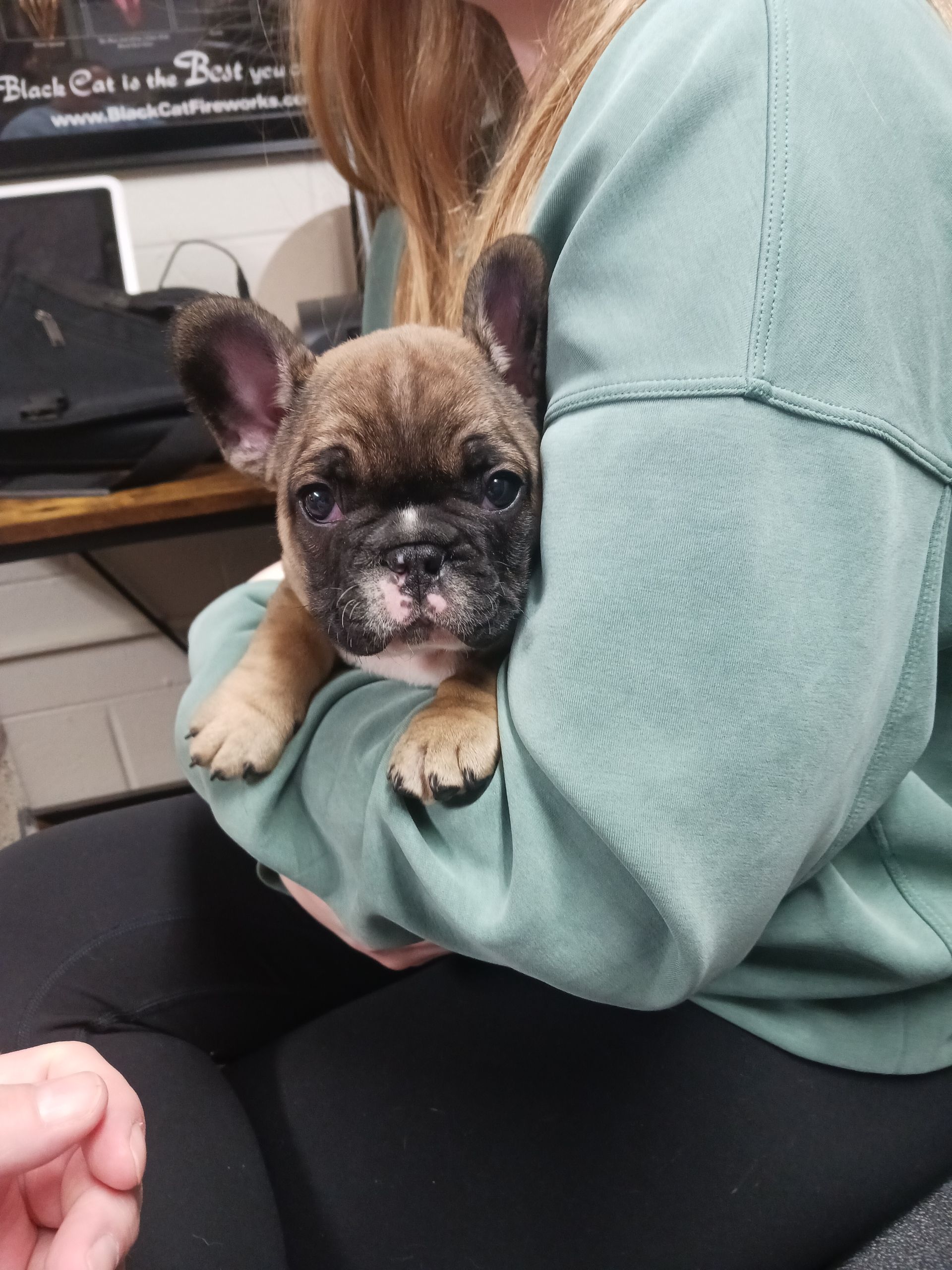 Nugget puppy image