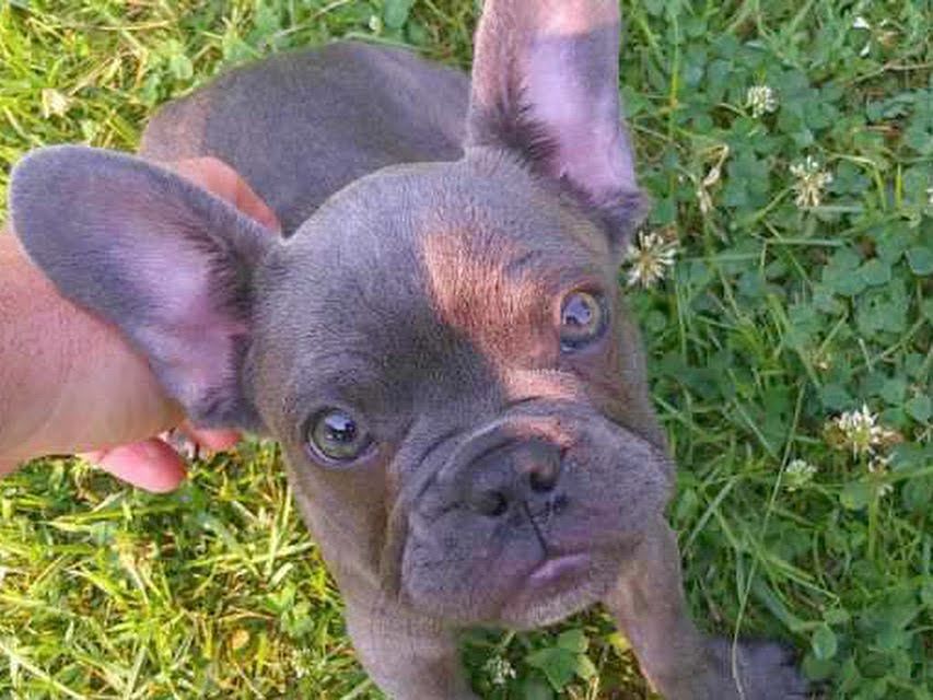 Gray french bulldog